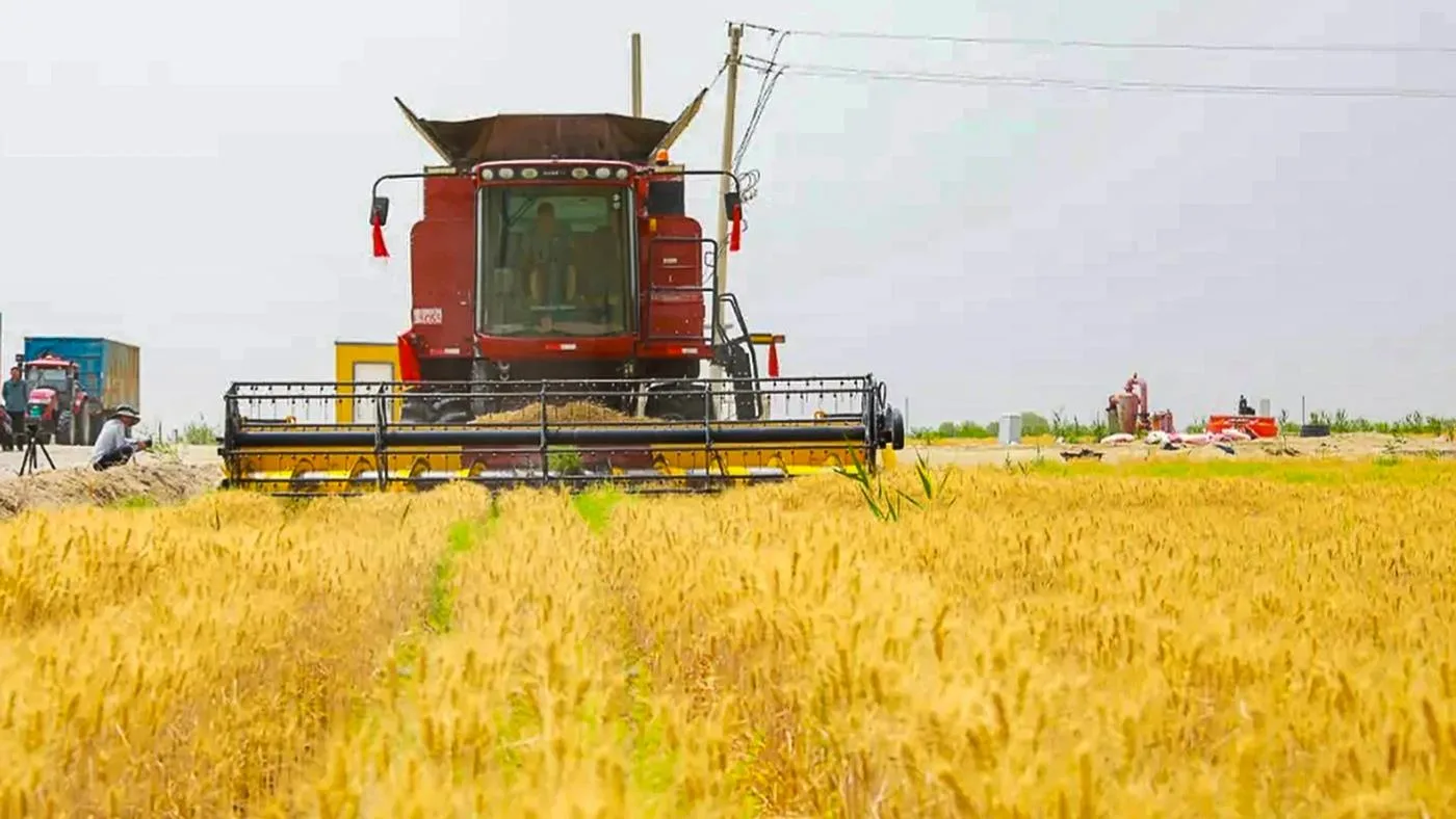 Çölü Tarlaya Çevirmek: Çin’in Buğday Hamlesi Ne Anlatıyor?