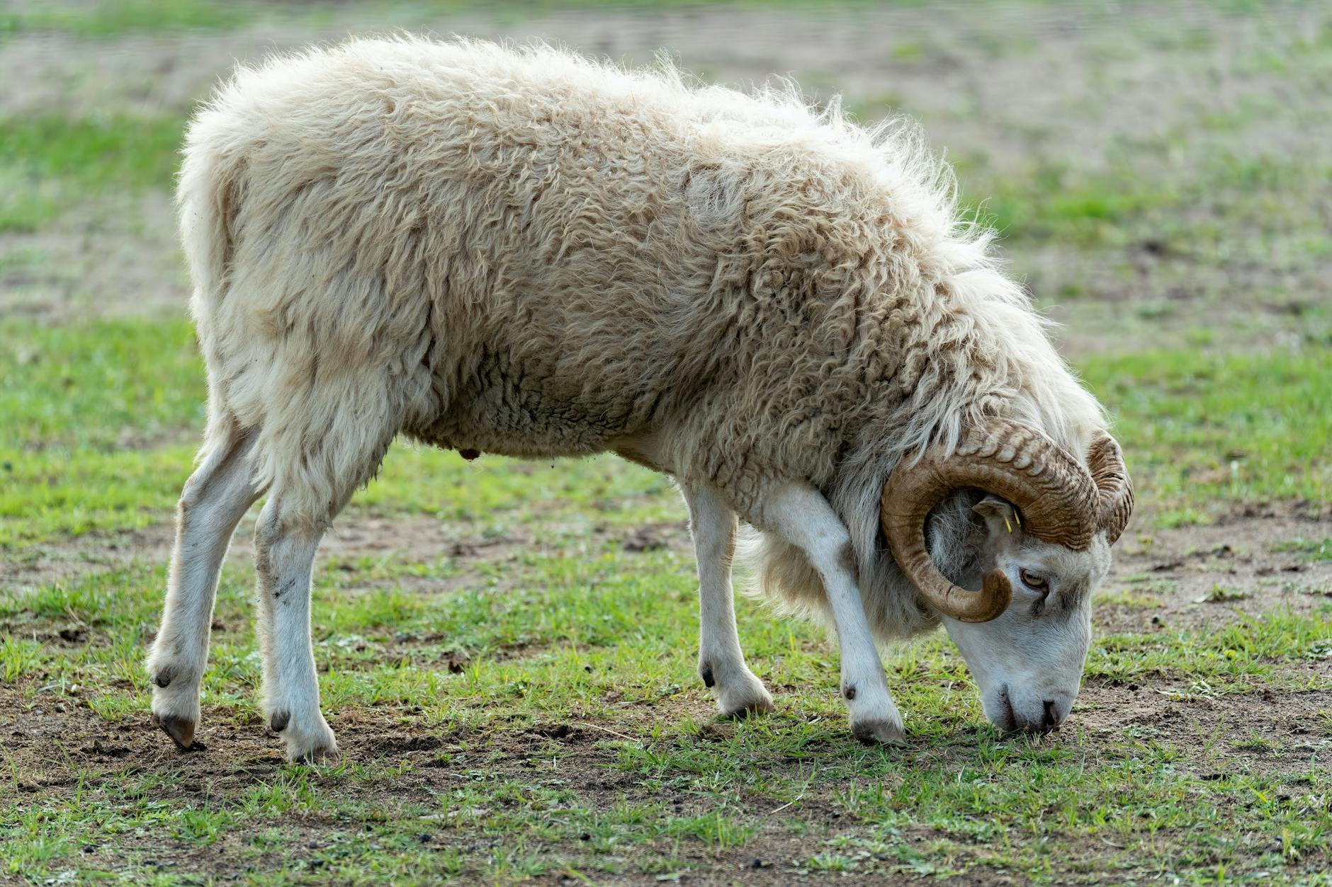 RAM Fiyatları Neden Oynuyor? Piyasadaki Sert Dalga